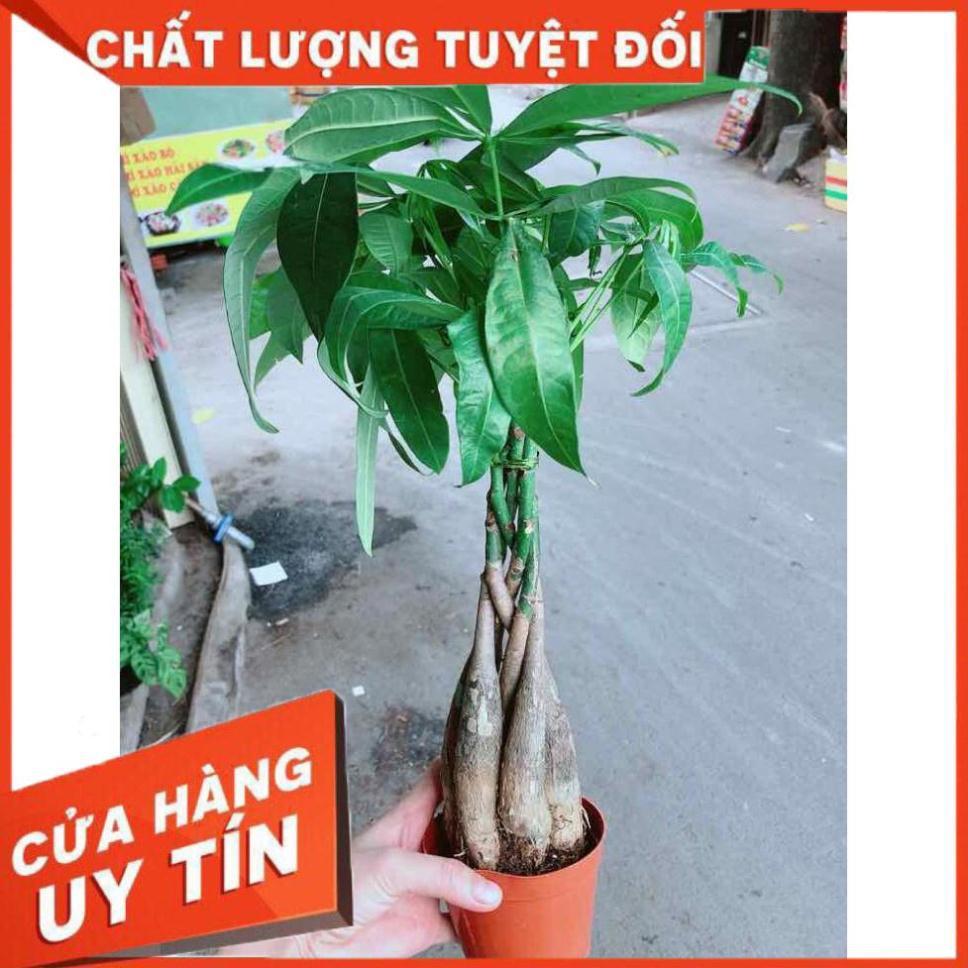 Kim ngân thắt bím 5 thân Nhiều Người Mua