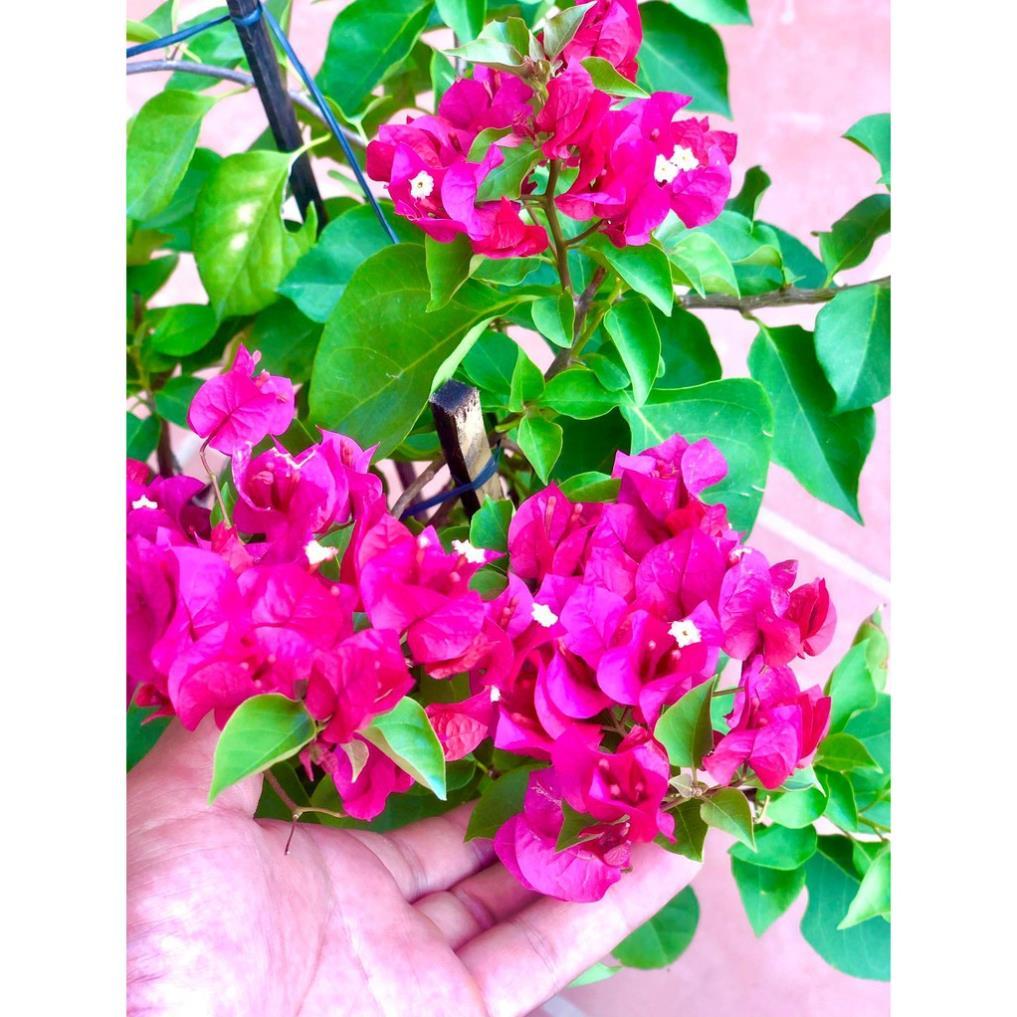 Cây hoa giấy đỏ cao 70cm đang hoa