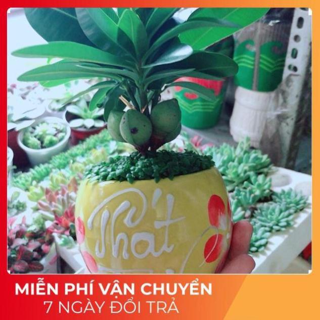 Chậu Cây May Mắn Phát Tài