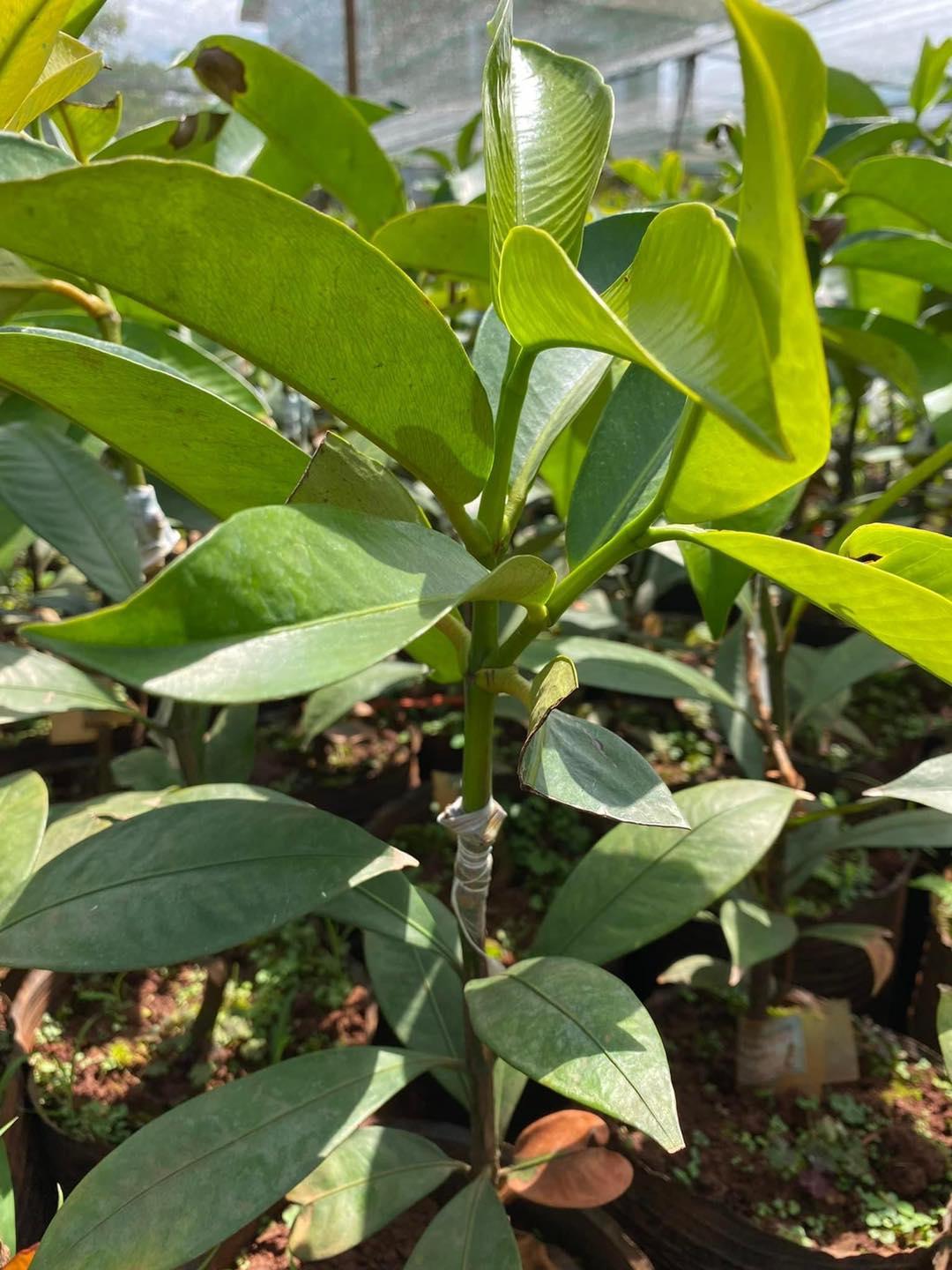 CÂY GIỐNG MĂNG CỤT THÁI LAN