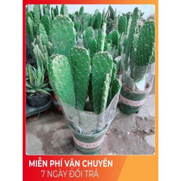 Chậu Xương Rồng Bụi