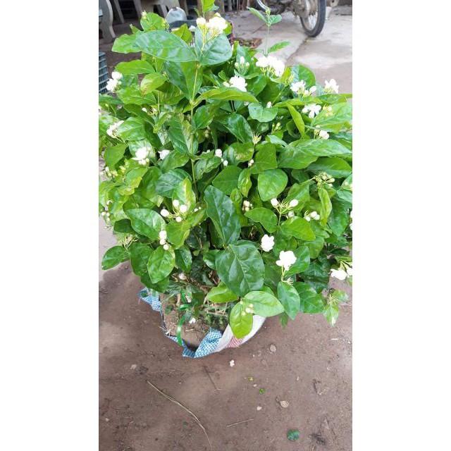 Hoa nhài khóm to sẵn hoa