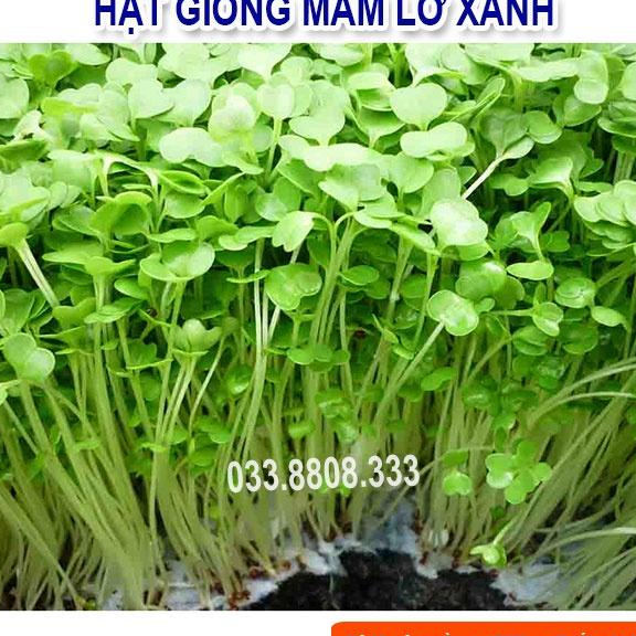 HẠT GIỐNG RAU MẦM SUP LƠ XANH