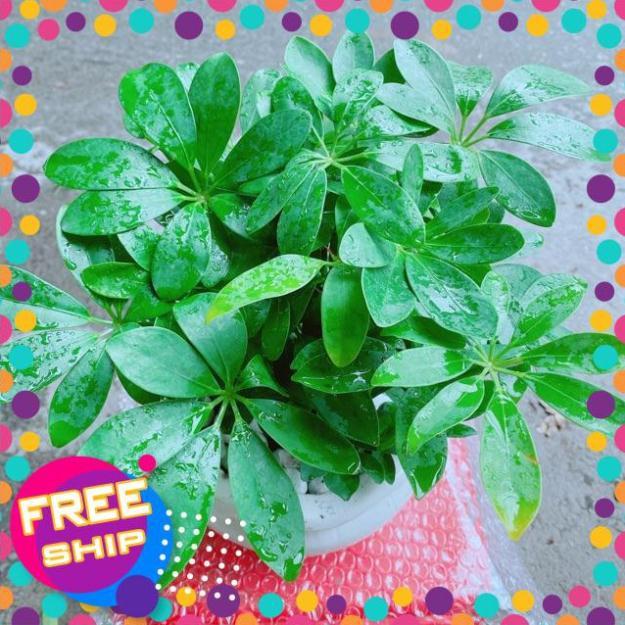 Chậu Cây Ngũ Gia Bì Để Bàn
