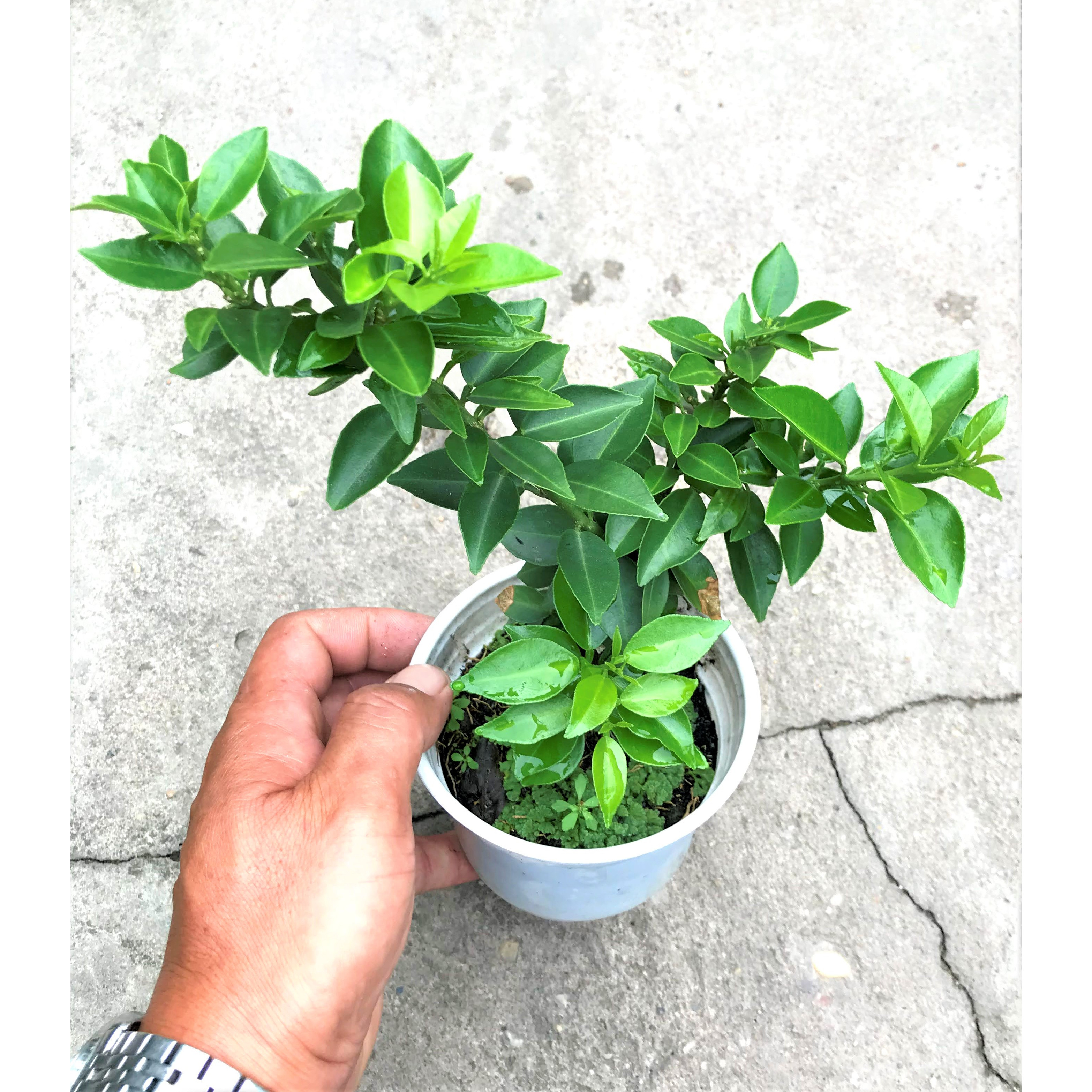 Cây giống Cam Mỹ