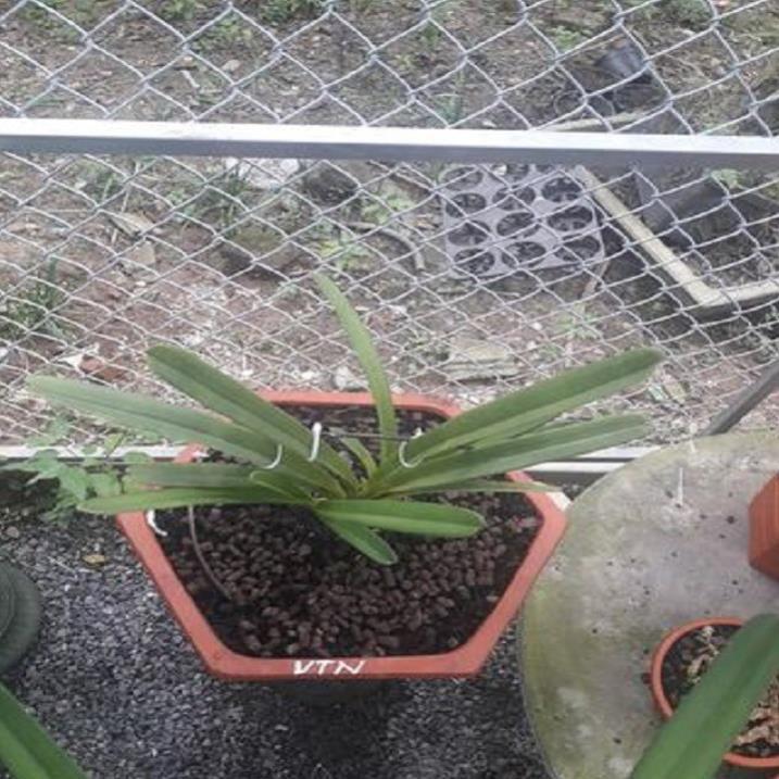 Hoa phong lan kiếm 2 màu