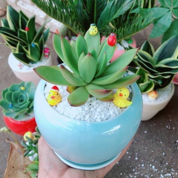 Chậu sen đá viền lửa