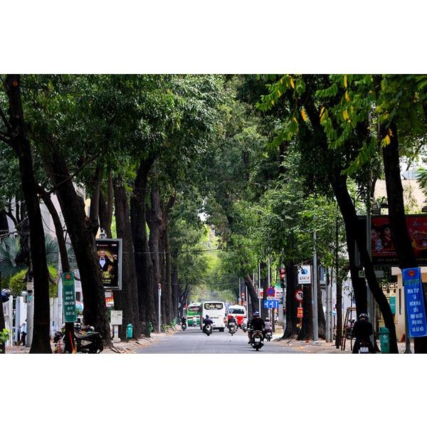 0,5 KG HẠT GIỐNG CÂY SAO ĐEN .(
