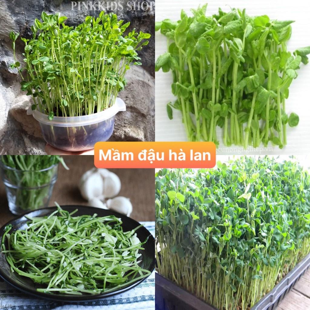 Hạt giống mầm đậu hà lan ( gói 100 hạt ) siêu dễ trồng kháng bệnh tốt năng suất cao cửa hàng hạt giống uy tín