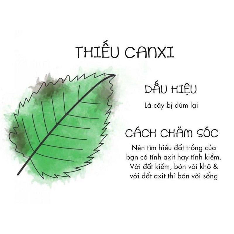 Phân Bón CANXI - BO CHỐNG RỤNG Nụ Hoa, Trái Non Tăng Đậu Trái Dùng Cho Hoa Kiểng, Cây Ăn Trái