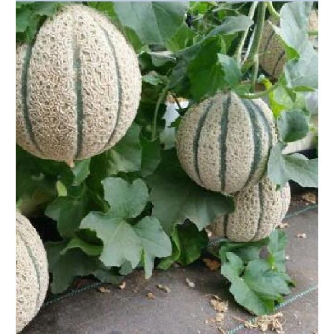 Combo 5 gói hạt giống dưa lưới vỏ sọc ruột cam -gói 10 hạt-tặng kèm gói phân bón lót