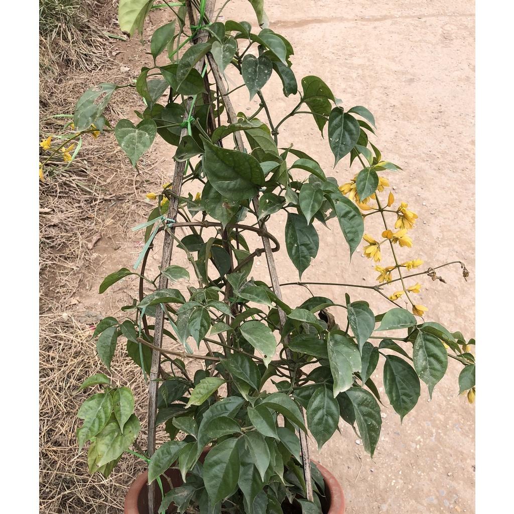 Cây lan hoàng dương ngọn leo 80cm, hoa nở bắt mắt ngọn dài khoẻ cây trưởng thành gốc to khoẻ hợp leo giàn