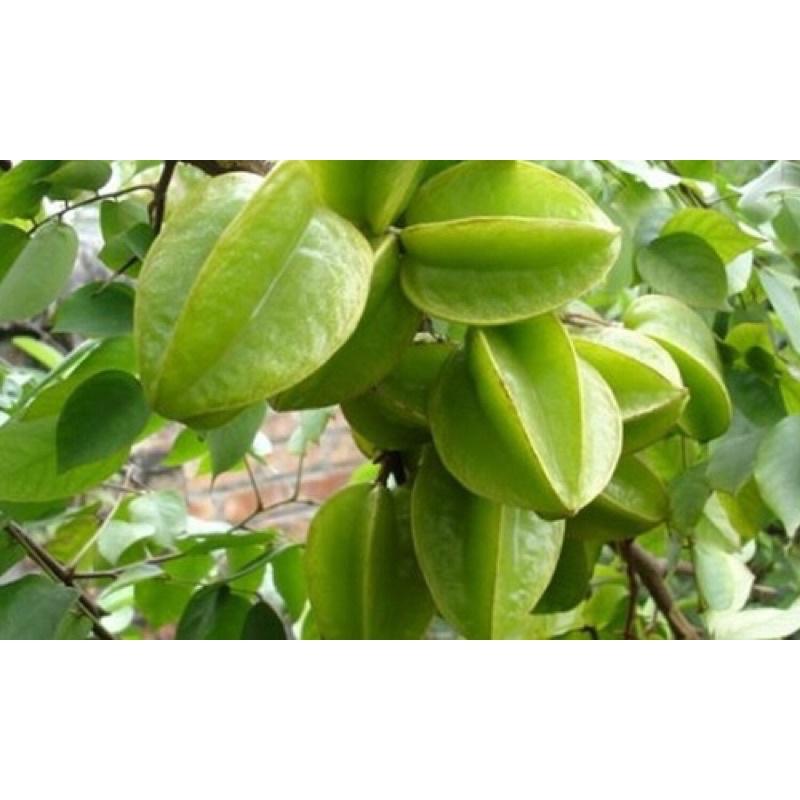 Cây giống khế ngọt và khế chua.