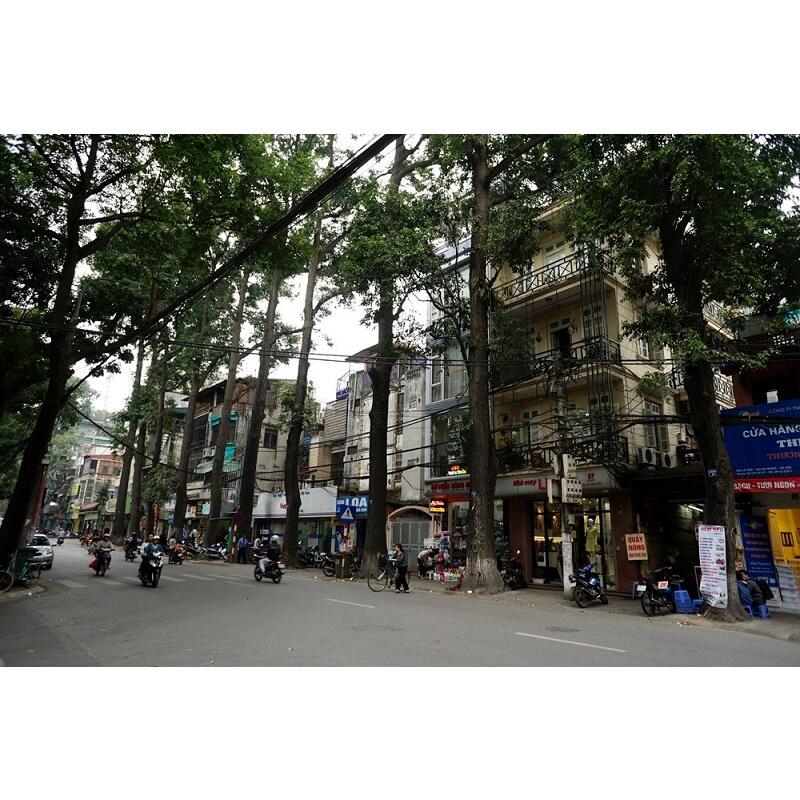Cây Giống Sao Đen