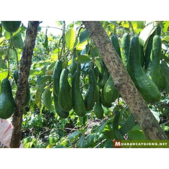 CÂY GIỐNG BƠ SÁP 034