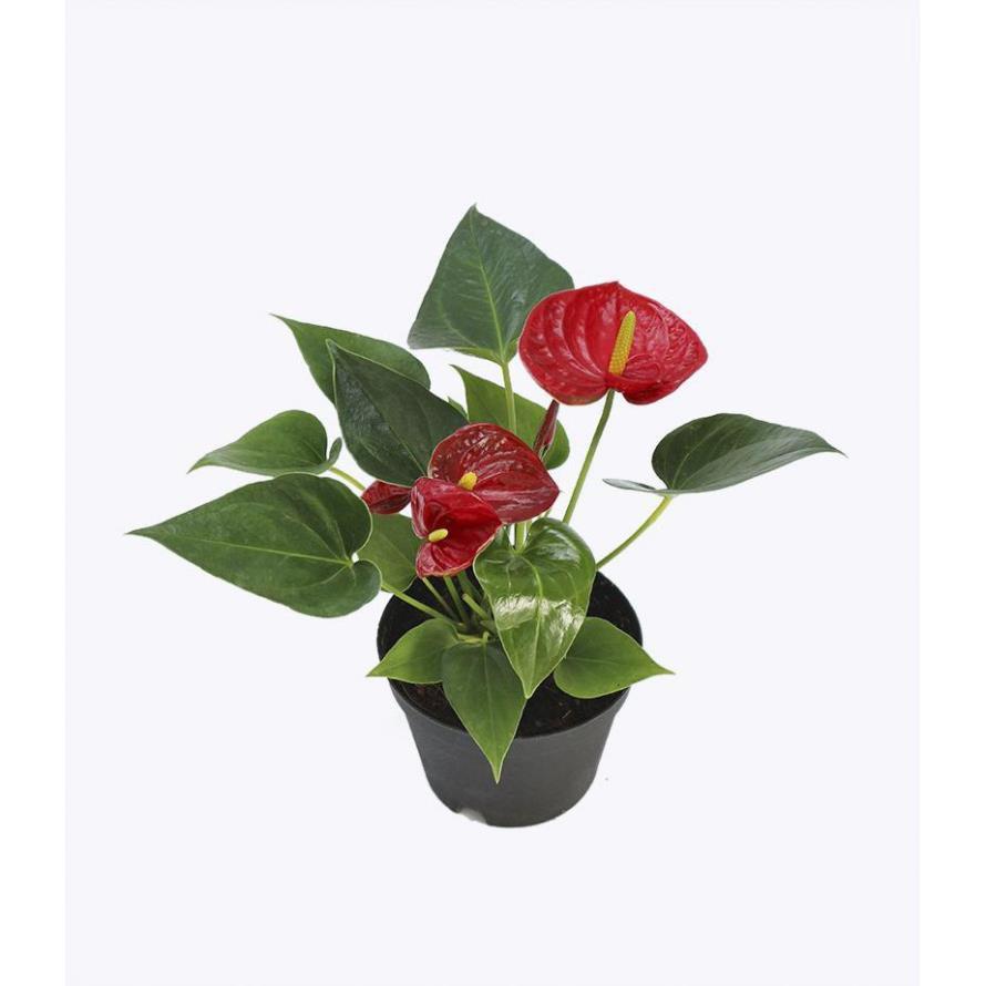 Chậu cây hồng môn