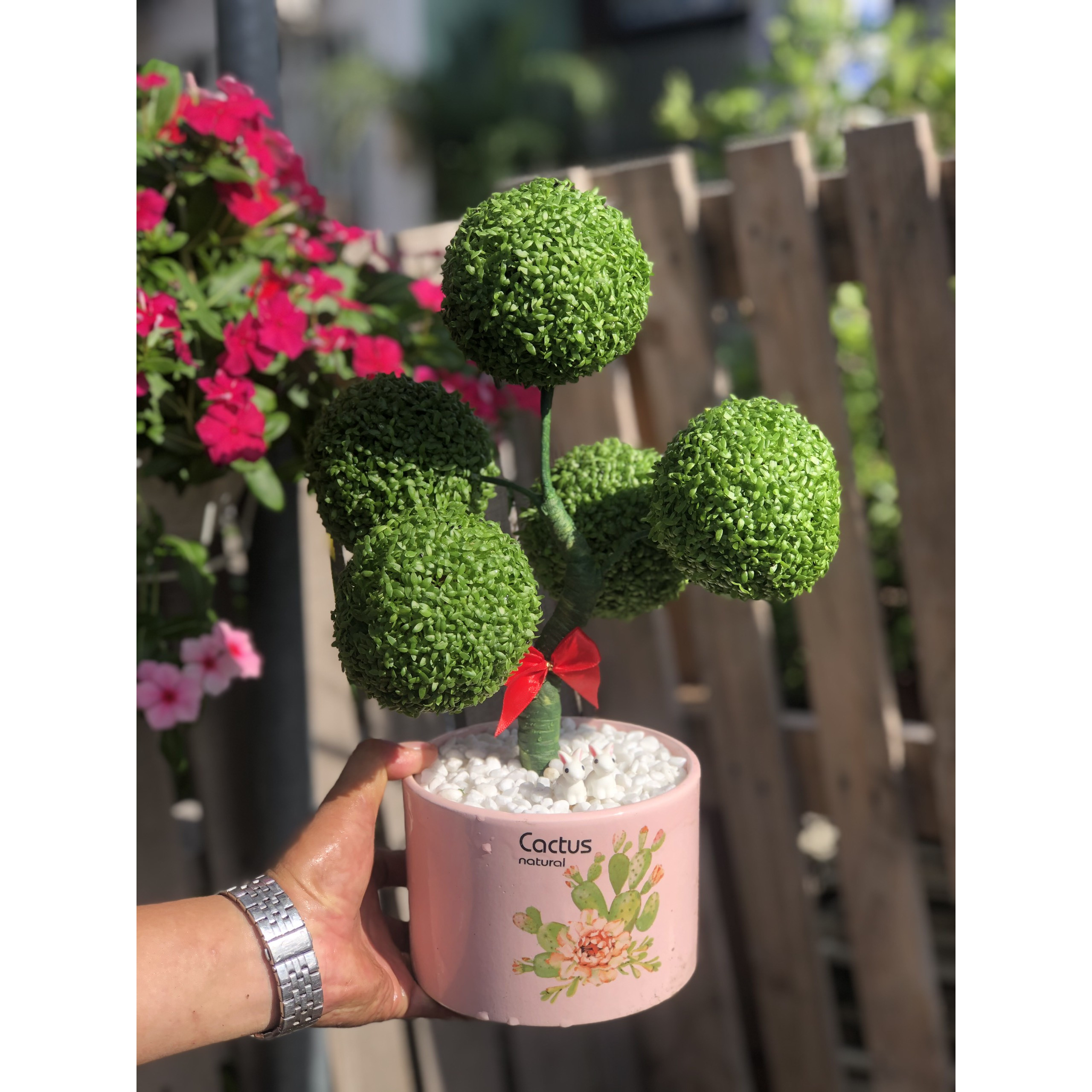 Chậu sứ cây May Mắn 5 quả cầu