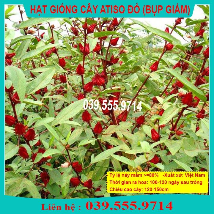 Hạt Giống ATISO ĐỎ - Hạt Dễ Trồng