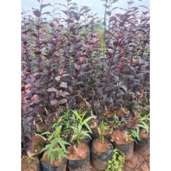 Sản phẩm CÂY GIỐNG MẬN ĐỎ MỸ