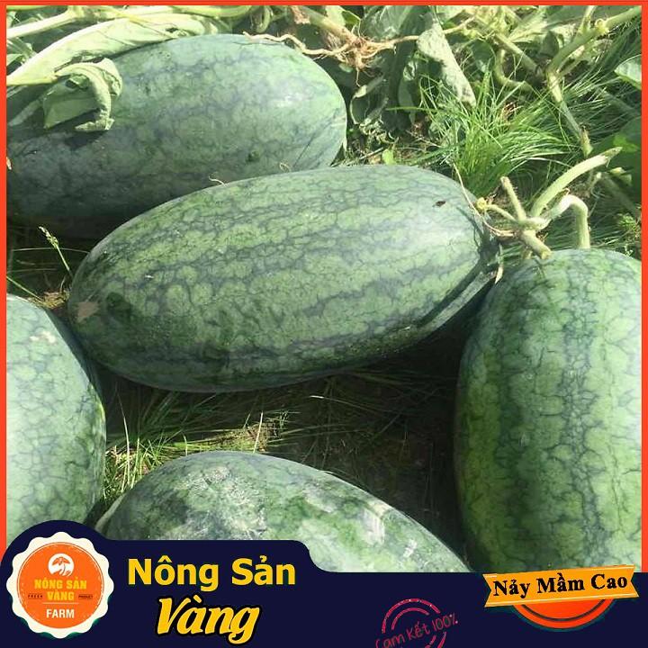 Hạt giống Dưa Hấu Hắc Mỹ Nhân