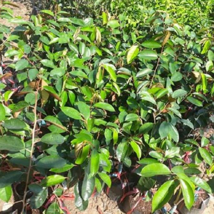 CÂY GIỐNG VÚ SỮA TÍM HÀNG GÉP , CAM KẾT GIỐNG CHUẨN F1