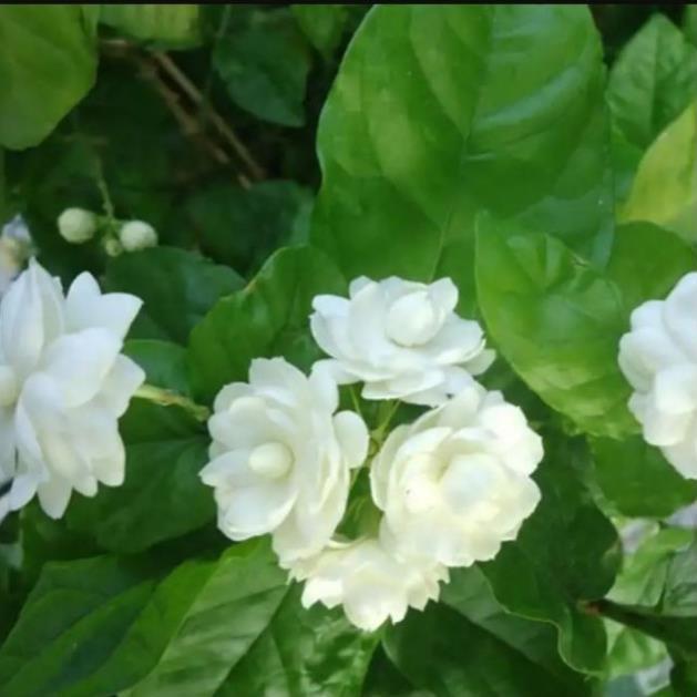 Combo 4 bầu cây giống hoa nhài cổ siêu thơm