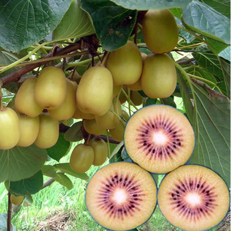 Hạt giống cây ăn trái kiwi - 1 gói 30 hạt