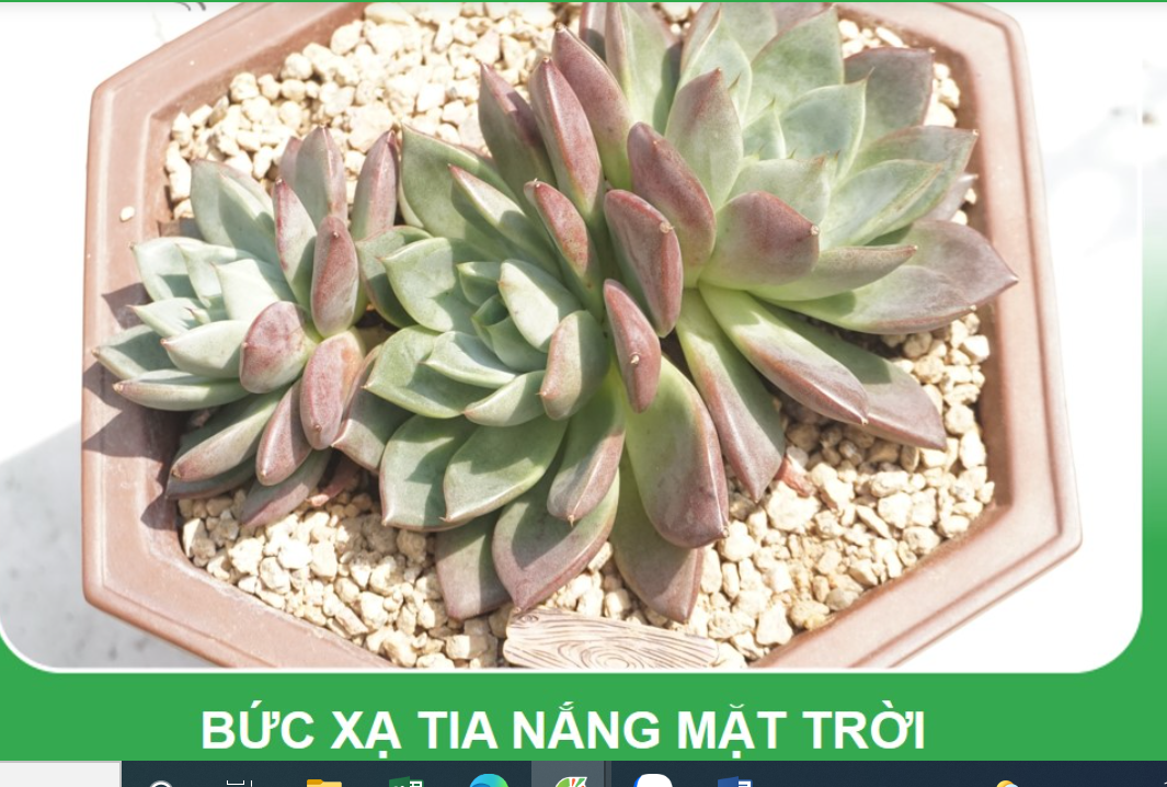 Đá Masato size 3-6mm (bao 10kg) giá thể trồng sen đá, xương rồng, giữ màu, chống bị úng trong mùa mưa,