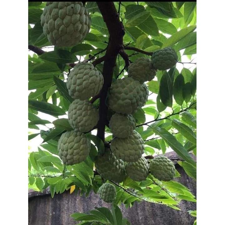 CÂY GIỐNG MÃNG CẦU NA