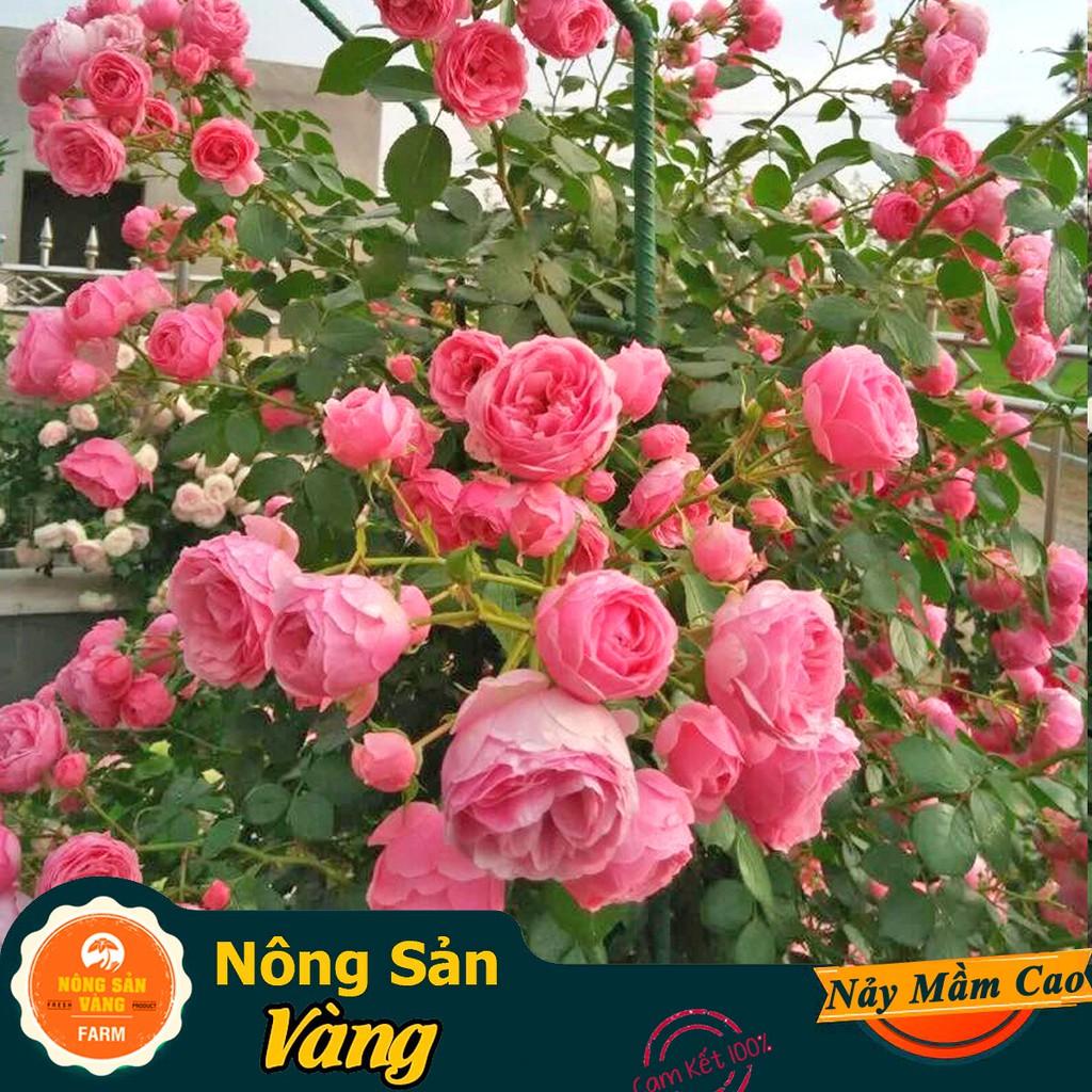 Hạt giống Hoa Hồng Leo Pháp