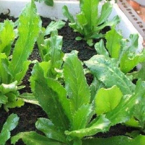 Hạt giống Ngò Gai ,Mùi Tàu -gói 5gr-tặng kèm gói phân bón lót