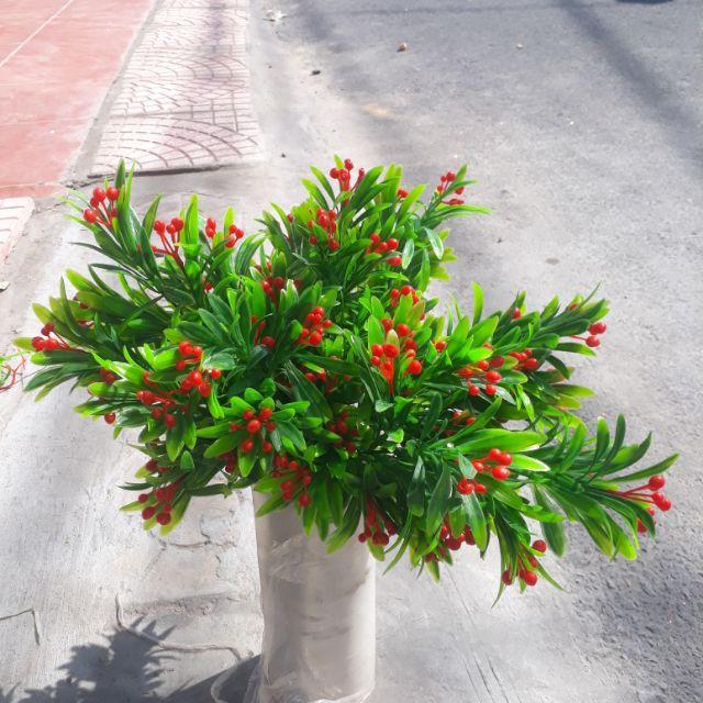 1 cụm lá điểm cherry đỏ.