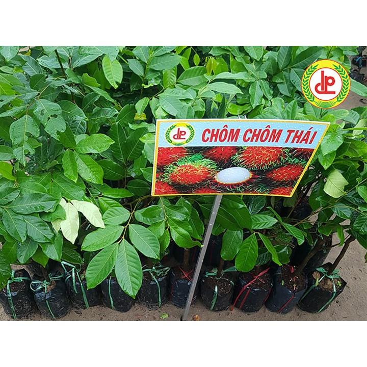 Cây giống chôm chôm thái