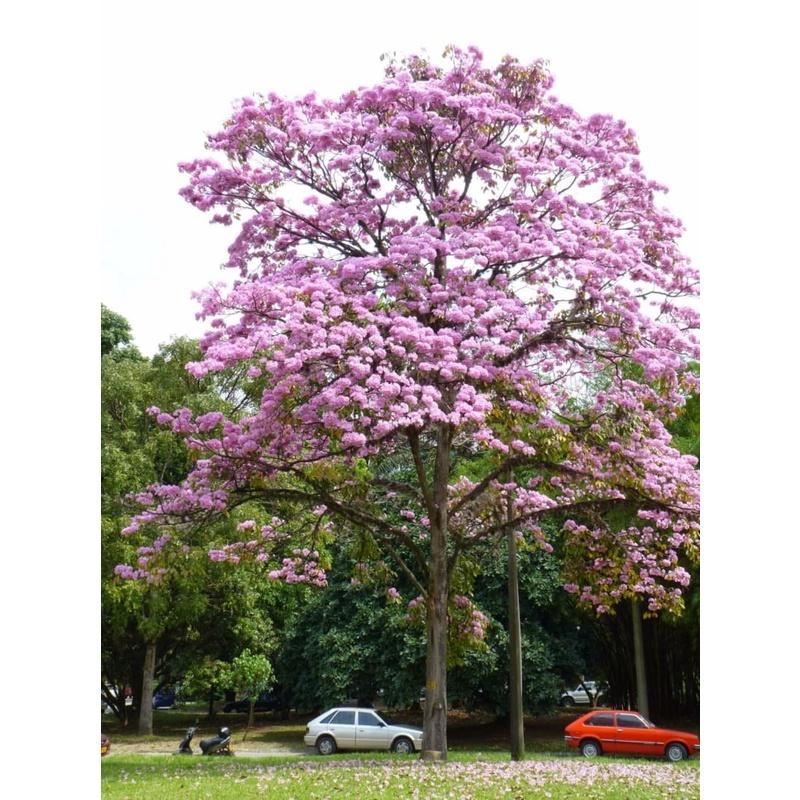 Cây giống PHONG LINH TÍM - hoa tím cực đẹp, gửi đi nguyên bầu