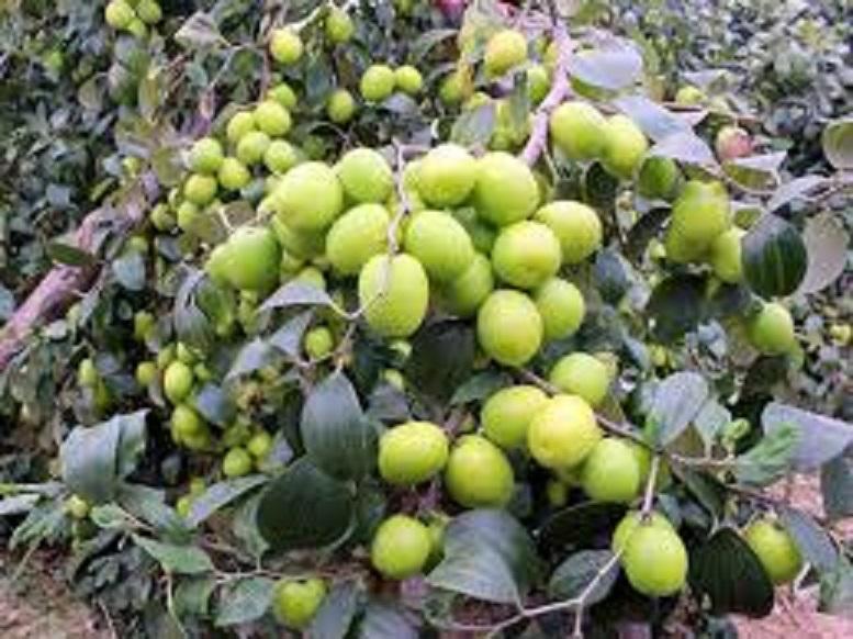 Cây táo thái miền nam, giống táo thái miền nam quả qua ngọt mát