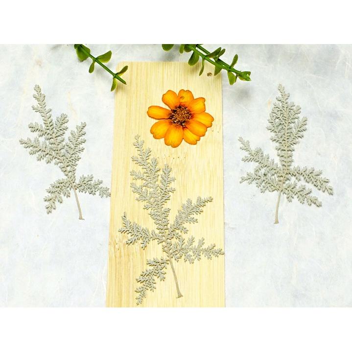 Lá dương xỉ Artemisia cây nhựa ruồi ép khô thích hợp trang trí khung tranh, bưu thiếp, DIY