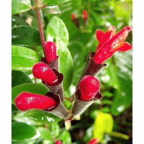 CHẬU CÂY HOA SON MÔI SIÊU ĐẸP, HOA NỘI THẤT, HOA BAN CÔNG HOÀN HẢO CHO GIA ĐÌNH BẠN - CHSMSD