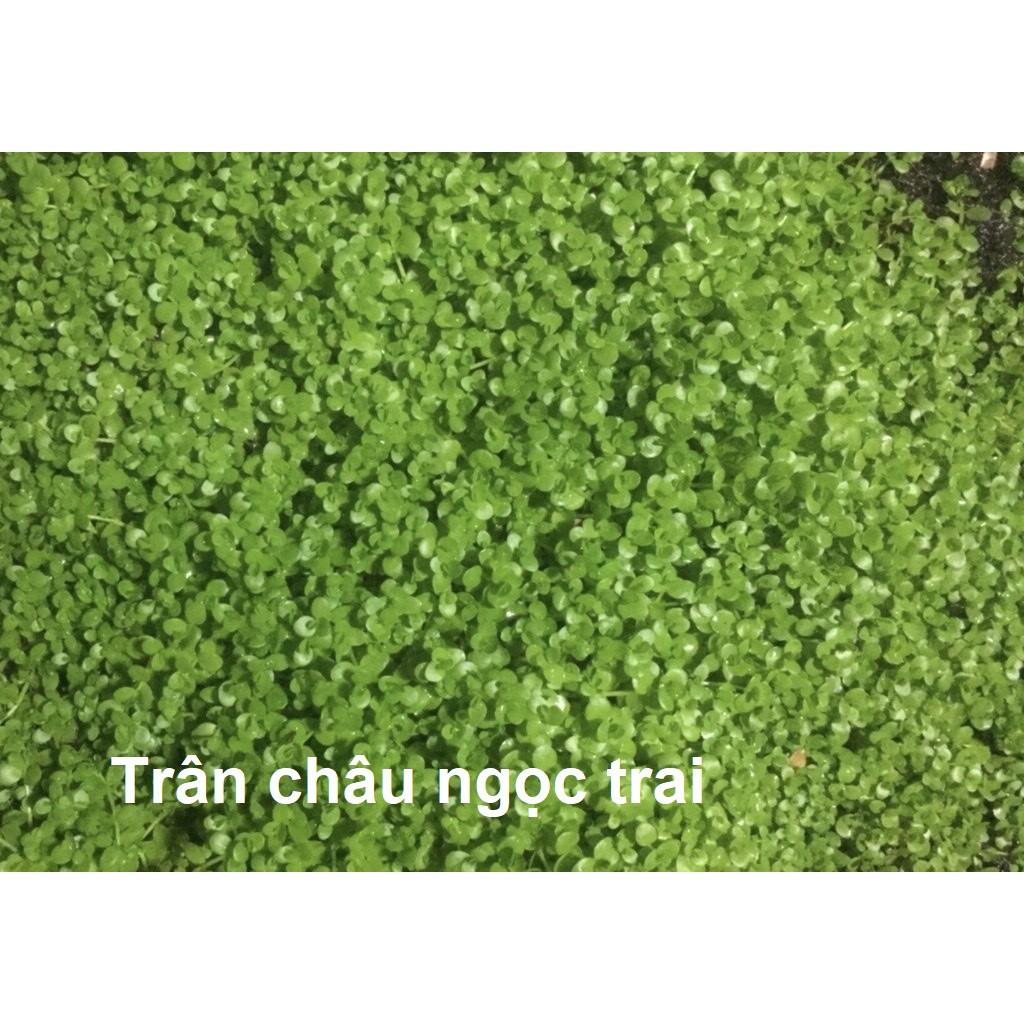 Cây Trân Châu Ngọc Trai - Cây trãi nền thủy sinh