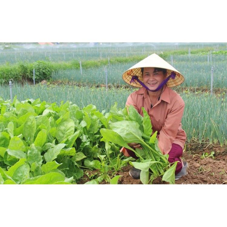 Hạt Giống Cải Bó Xôi F1  Loại dễ trồng, năng suất cao, kháng sâu bệnh