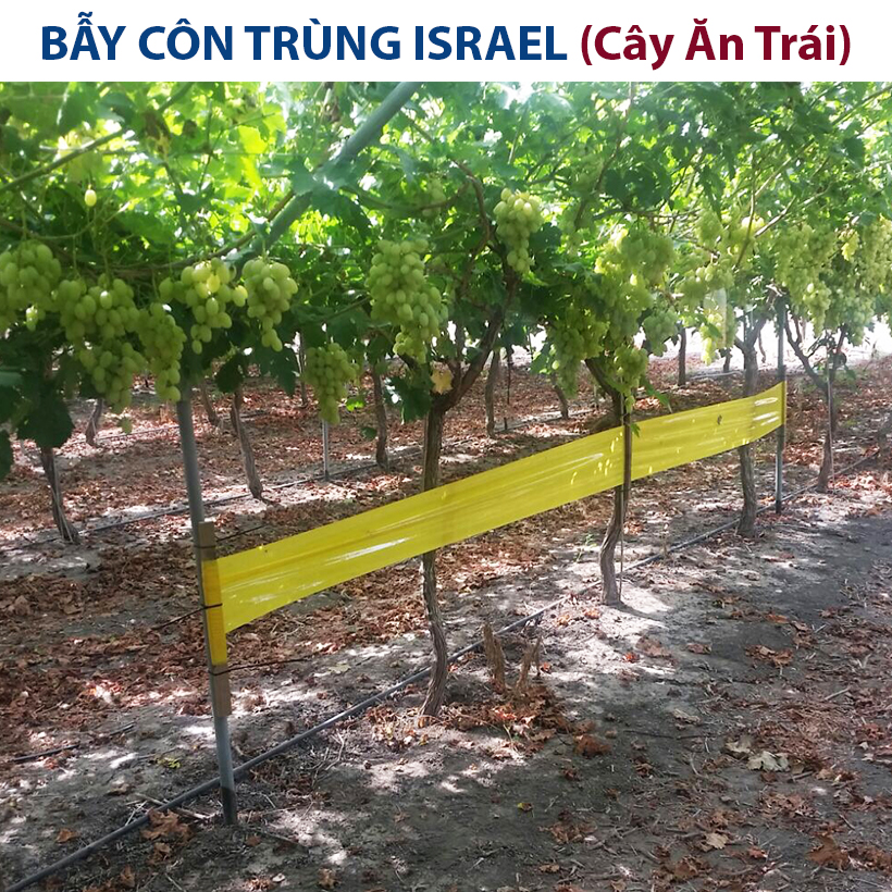 Cuộn Keo Dính Vàng Bẫy Côn Trùng Nhập khẩu Israel dùng bẫy ruồi đục trái, bẫy bọ trĩ, bọ phấn, sâu vẽ bùa và bẫy các côn trùng khác