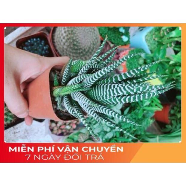 Chậu Móng Rồng