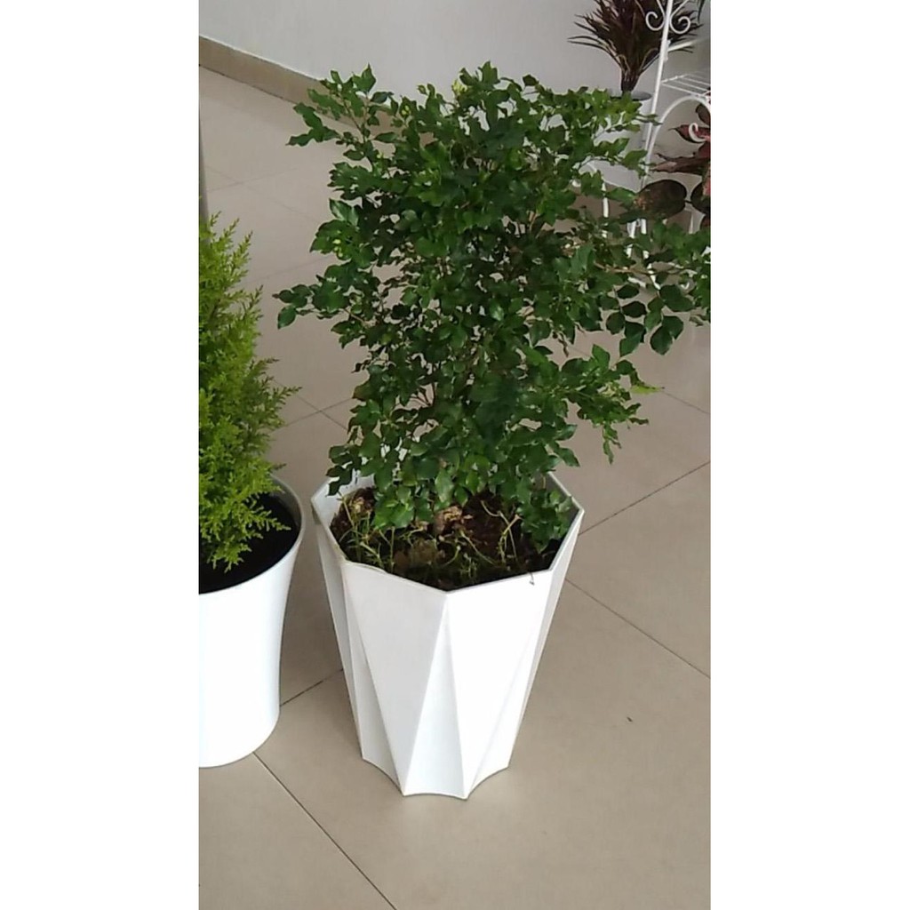 Bộ 02 chậu nhựa tám cạnh cỡ lớn 40x50cm phù hợp cho hoa kiểng lớn, cây ăn trái