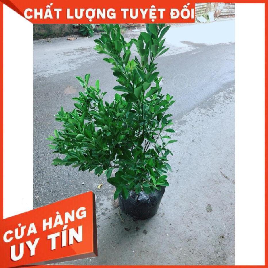 Cây Tắc Đang Ra Quả Cây Khỏe