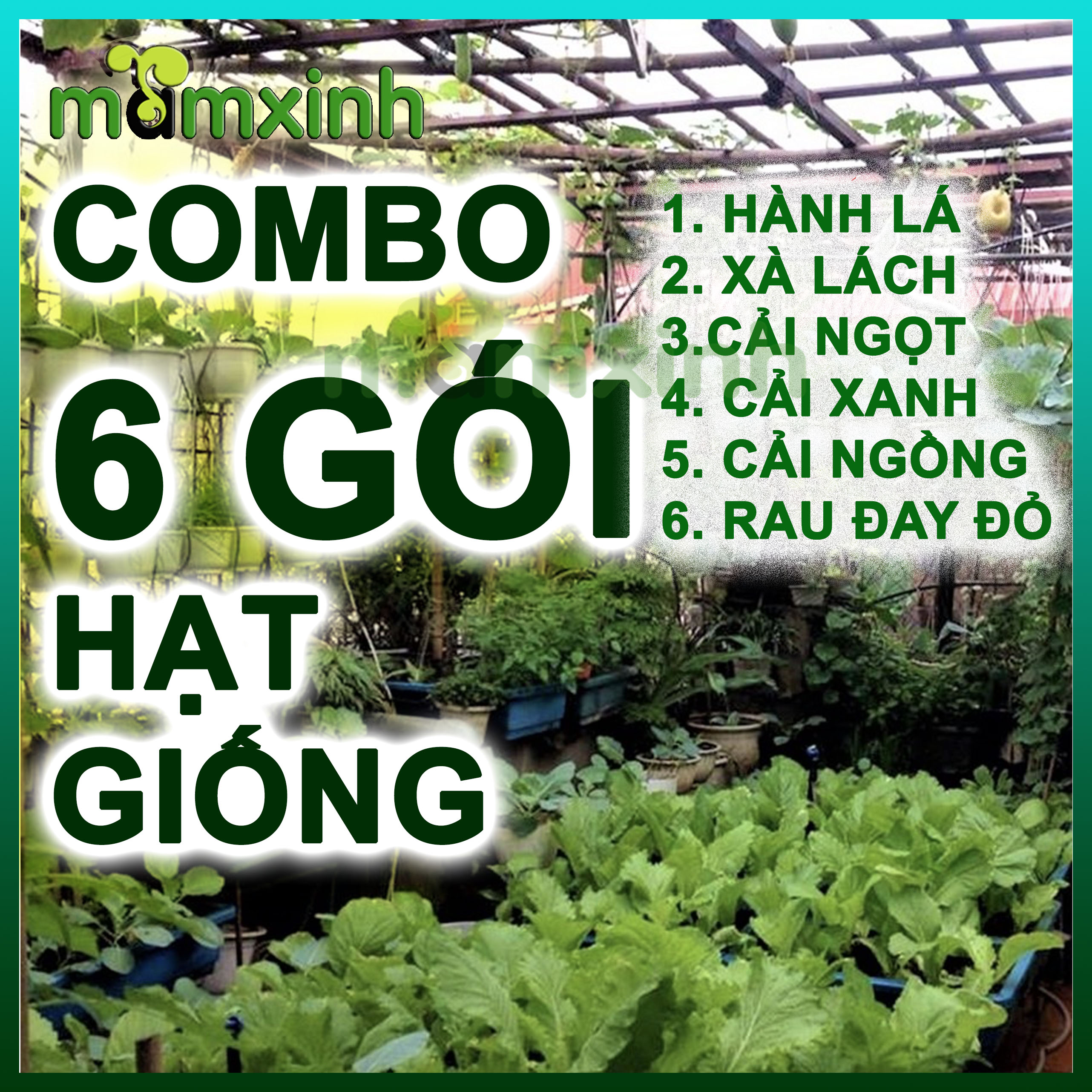 Combo Hạt Giống Rau 6 Loại: Hạt Giống Hành Lá, Hạt Giống Cải Ngọt, Hạt Giống Cải Xanh, Hạt Giống Xà Lách, Hạt Giống Cải Ngồng, Hạt Giống Rau Đay Đỏ