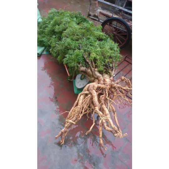 Cây giống Đinh Lăng trưởng thành cao ~ 1m