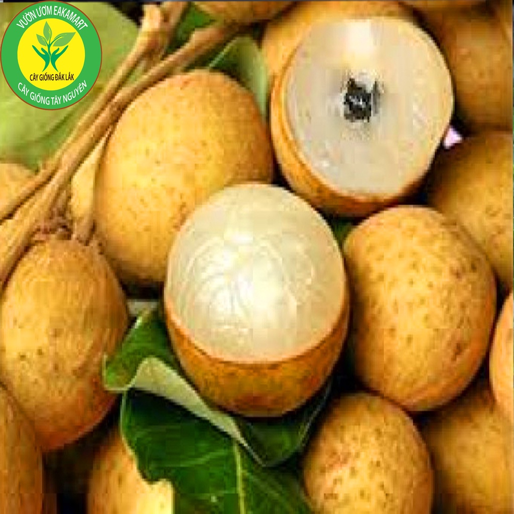 Cây giống Nhãn Không Hạt Thái Lan
