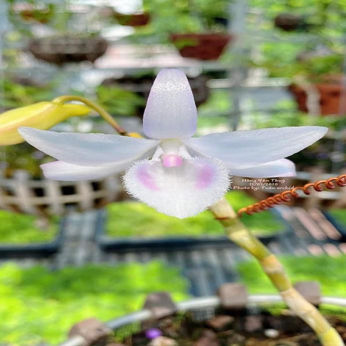 Sản Phẩm Hoa lan- hồng yên thủy