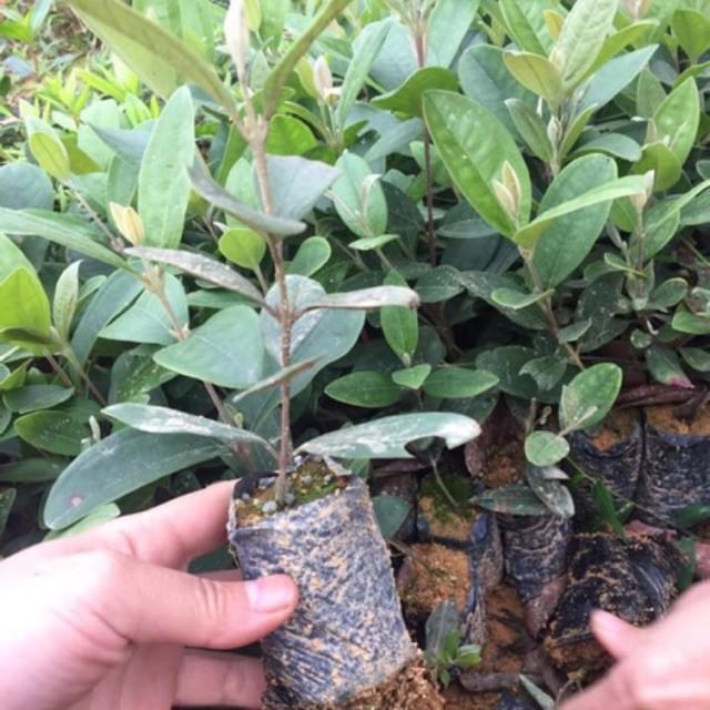 Chậu giống hoa sim thái