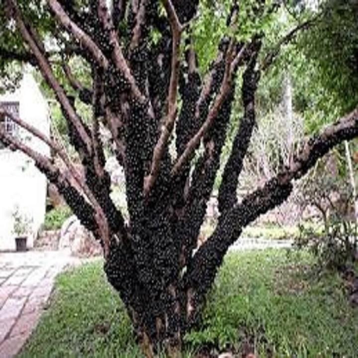 CÂY Giống NHO THÂN GỖ, CAM KẾT GIỐNG CHUẨN F1