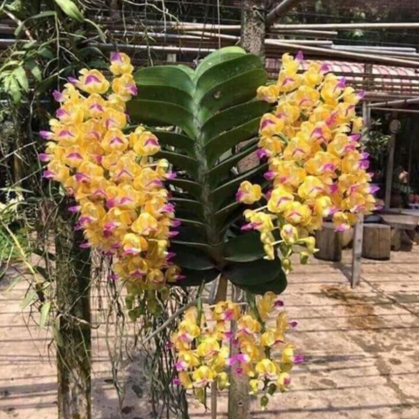 Hoa phong lan hoàng nhạn T8